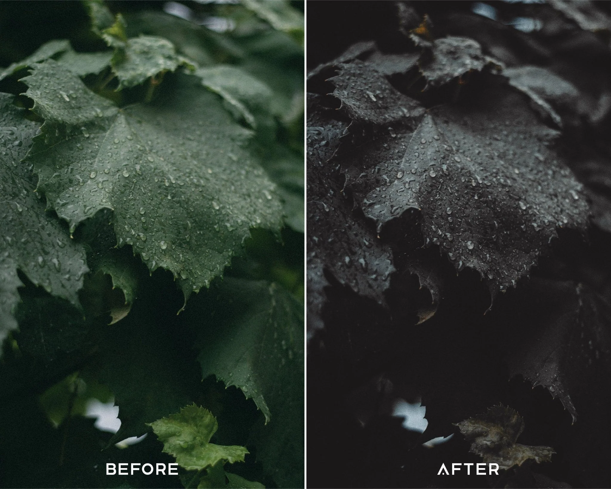 Dark Brown Capture One Styles Collection - Image 6