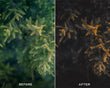 Dark Brown - Luminar NEO Presets - Image 6