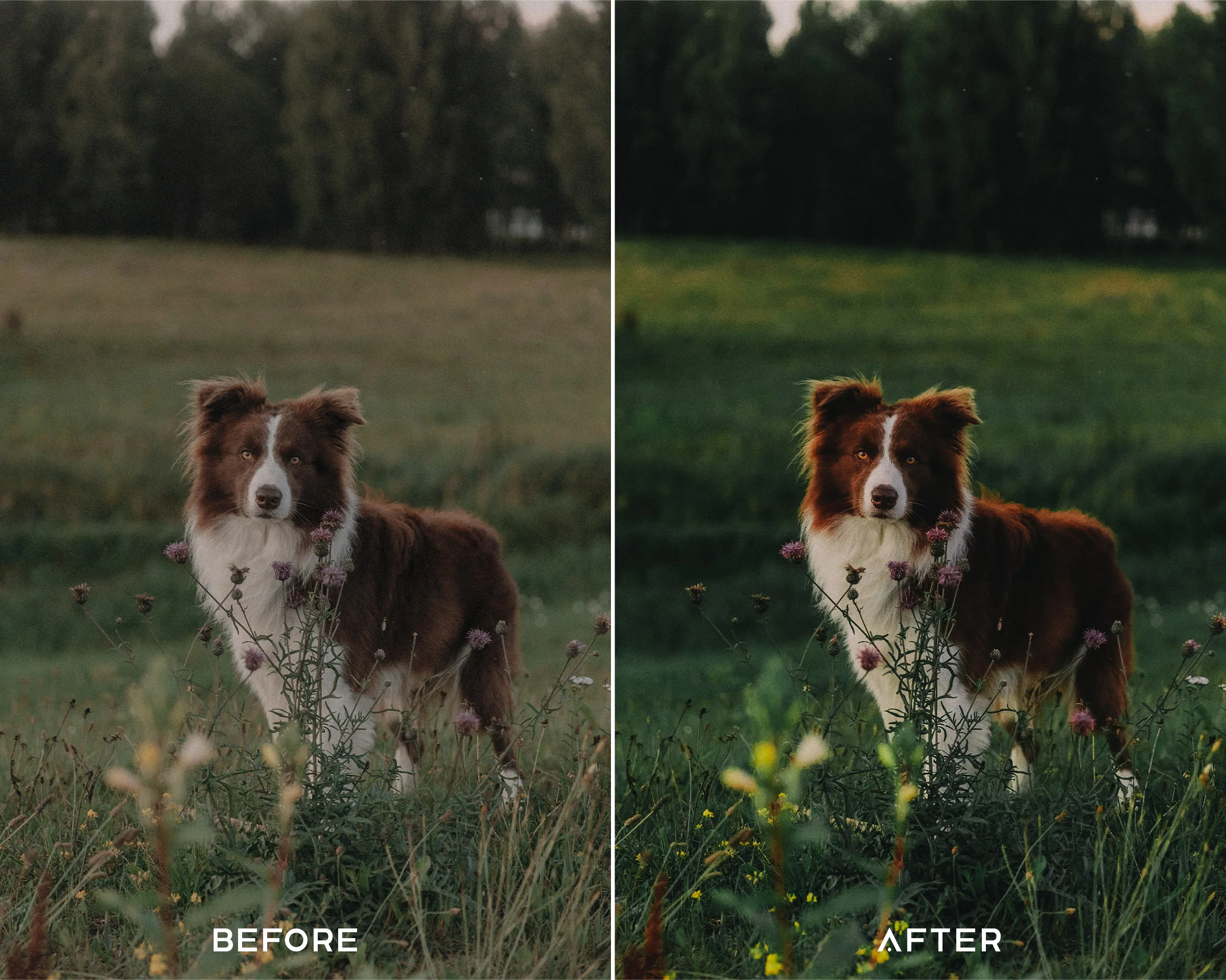 Film Grade Preset Collection - Image 3