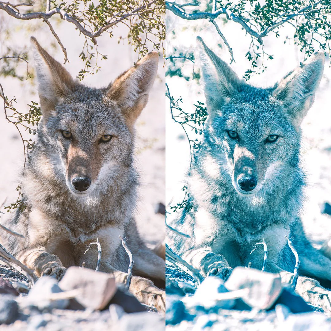 Frozen Preset Collection - Image 9