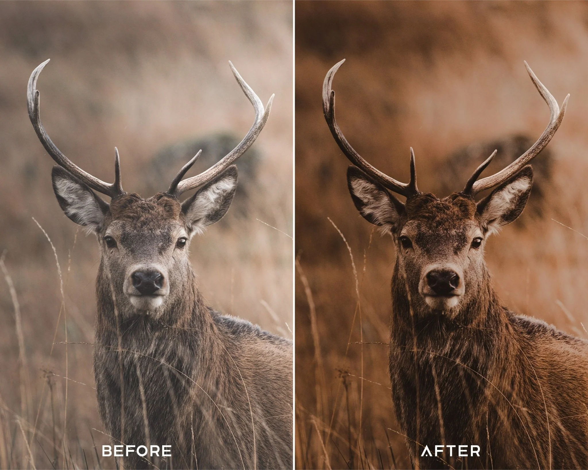 Moody Brown - Luminar NEO Presets - Image 2