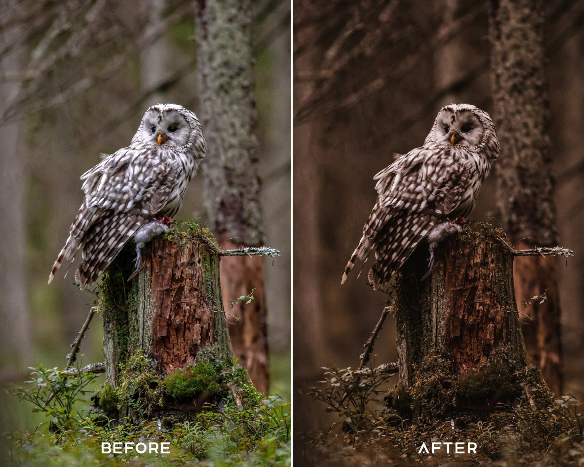 Moody Brown Preset Collection - Image 3