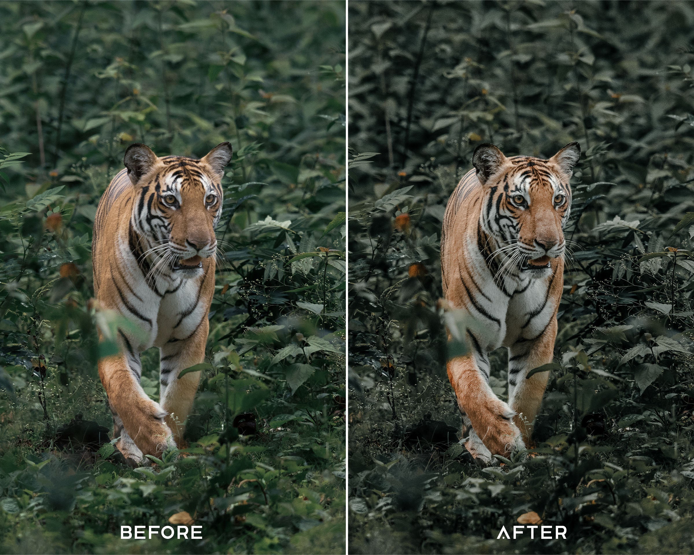 Tropical Preset Collection - Image 4